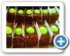 Shoneez Confectioners